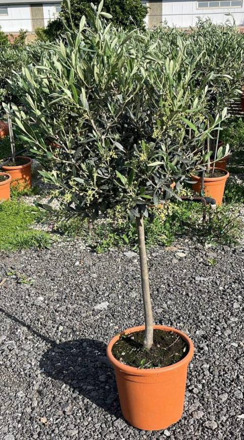 Vitis Vinifera Vitis Vinifera